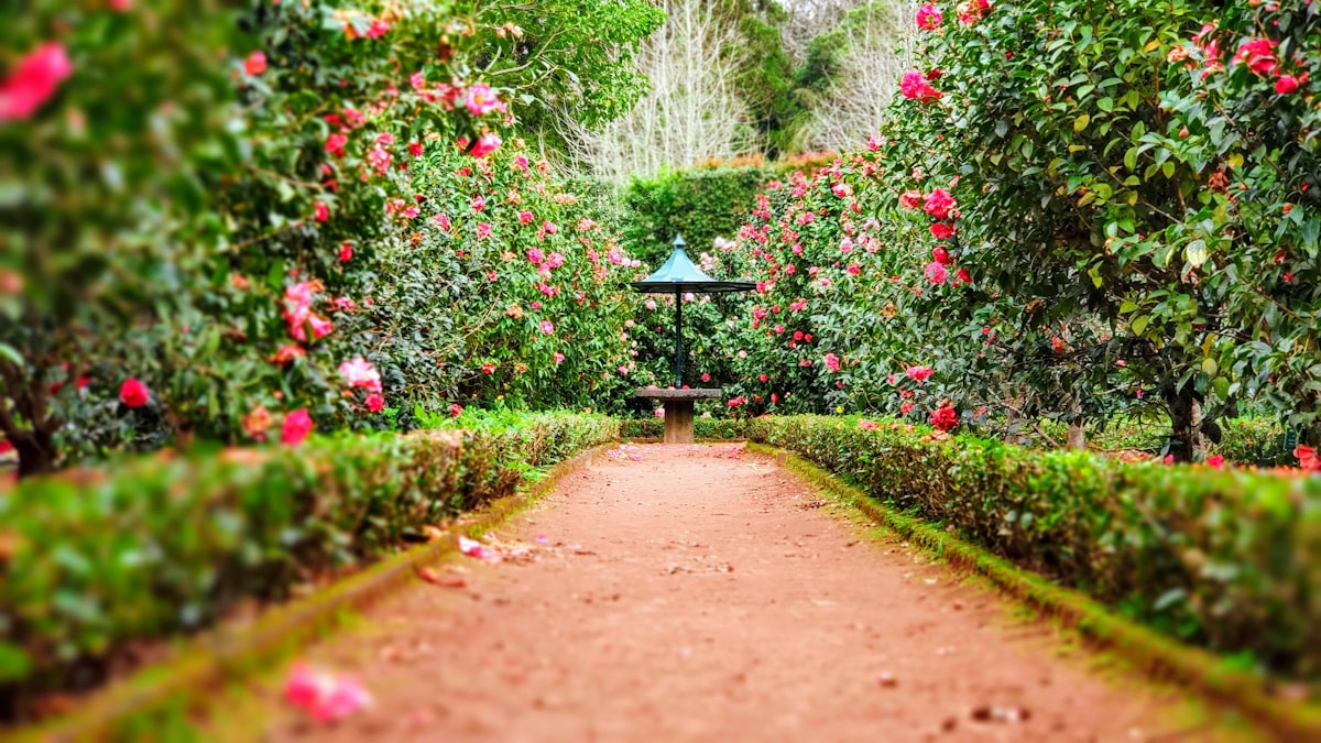 Garden pathway at Kalimera Cabins