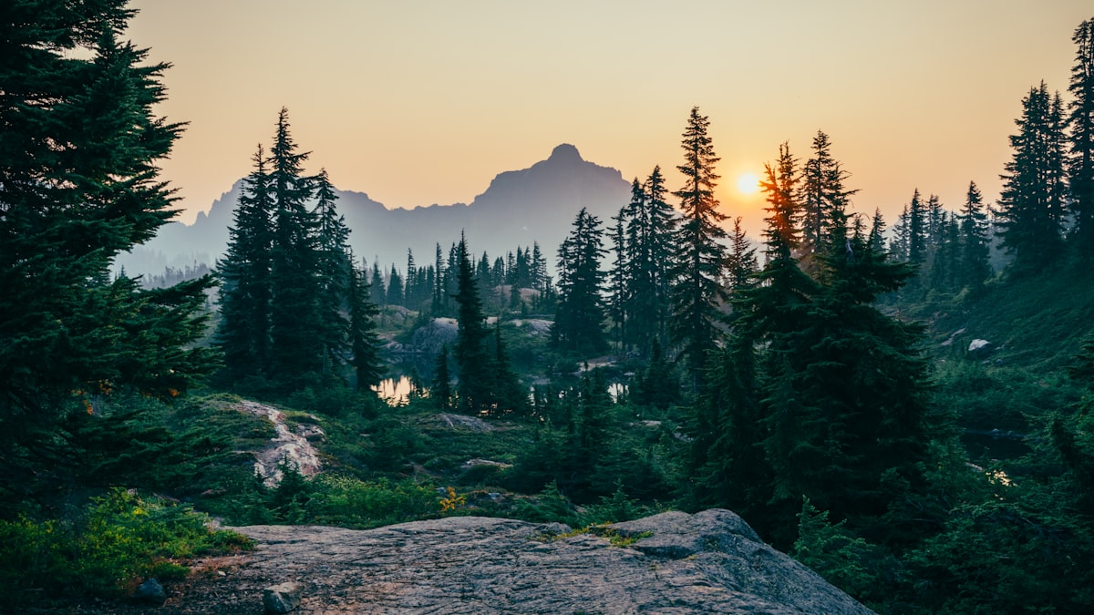Mountain forest surrounding the property